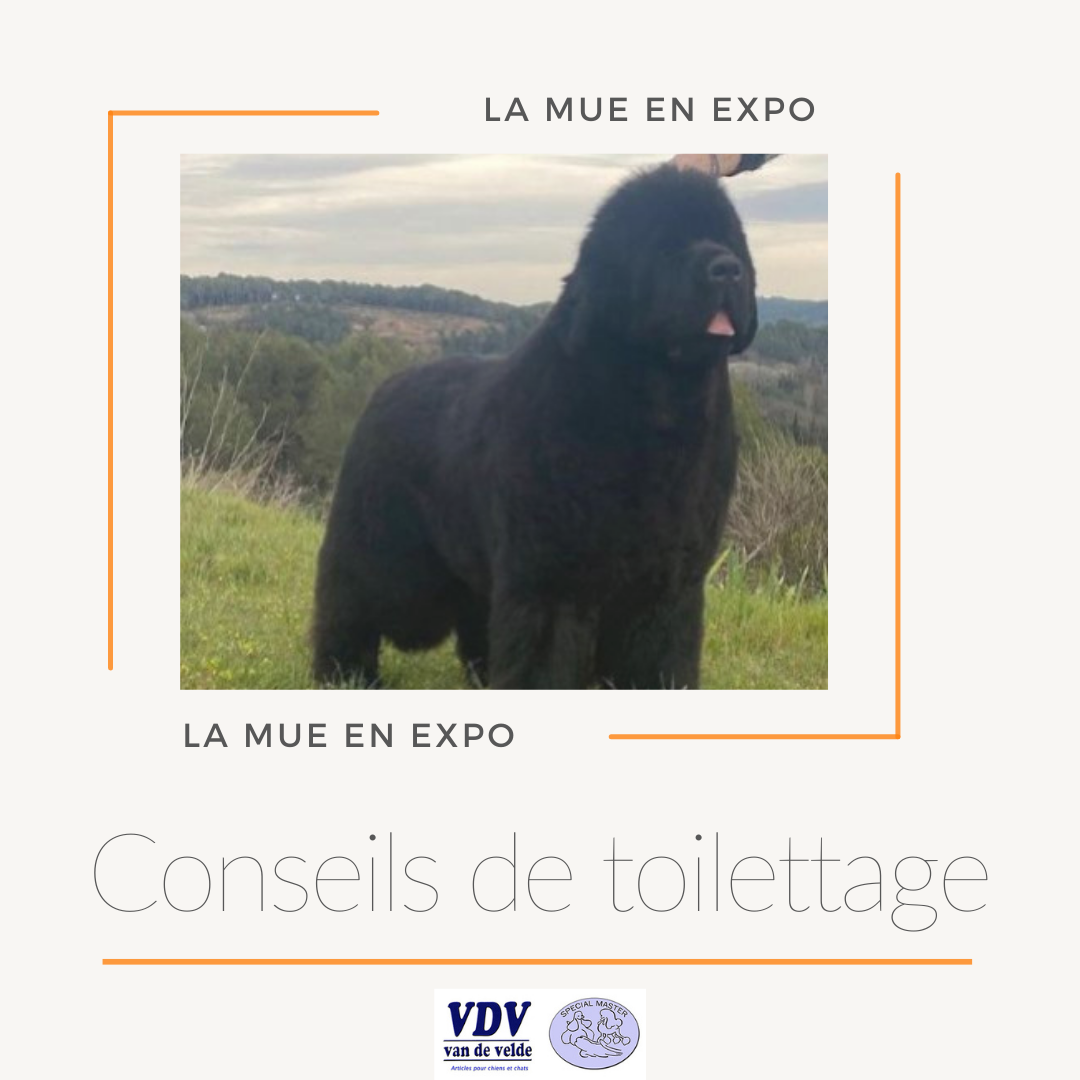 Image Blog Poil desseche